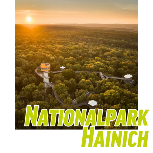 ahorn-hotels-und-resorts-ausflugsziele-nationalpark-hainich